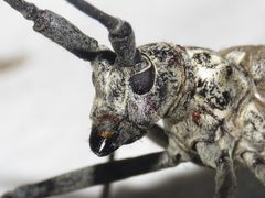 Monochamus notatus by (c) Dan MacNeal, some rights reserved (CC BY), uploaded by Dan MacNeal. Used under a CC-BY license.
