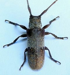 Oncideres cingulata by (c) jimeckert49, some rights reserved (CC BY). Used under a CC-BY license.