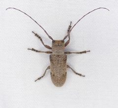 Oncideres cingulata by (c) Sean Golden, some rights reserved (CC BY), uploaded by Sean Golden. Used under a CC-BY license.