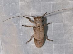 Oncideres cingulata by (c) Laura Gaudette, some rights reserved (CC BY), uploaded by Laura Gaudette. Used under a CC-BY license.