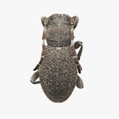 Parmenosoma griseum by (c) Hopper Museum, some rights reserved (CC BY), uploaded by Hopper Museum. Used under a CC-BY license.