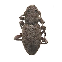 Parmenosoma griseum by (c) Hopper Museum, some rights reserved (CC BY), uploaded by Hopper Museum. Used under a CC-BY license.