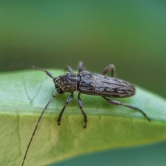 Lypsimena fuscata by (c) Jean Martins, some rights reserved (CC BY), uploaded by Jean Martins. Used under a CC-BY license.