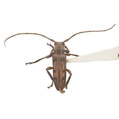 Lypsimena fuscata by (c) Hopper Museum, some rights reserved (CC BY), uploaded by Hopper Museum. Used under a CC-BY license.