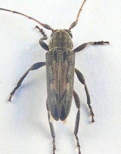 Lypsimena fuscata by (c) jimeckert49, some rights reserved (CC BY). Used under a CC-BY license.