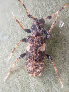 Pogonocherus mixtus by (c) Trevor Van Loon, some rights reserved (CC BY), uploaded by Trevor Van Loon. Used under a CC-BY license.