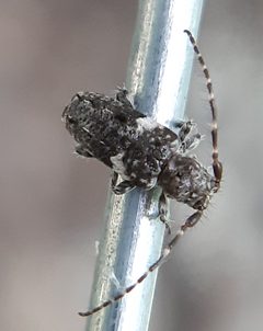 Pogonocherus penicillatus by (c) Will Linnard, some rights reserved (CC BY), uploaded by Will Linnard. Used under a CC-BY license.