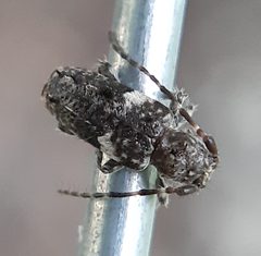 Pogonocherus penicillatus by (c) Will Linnard, some rights reserved (CC BY), uploaded by Will Linnard. Used under a CC-BY license.