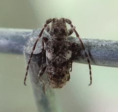 Pogonocherus penicillatus by (c) Will Linnard, some rights reserved (CC BY), uploaded by Will Linnard. Used under a CC-BY license.