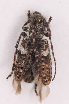 Pogonocherus penicillatus by (c) Trevor Van Loon, some rights reserved (CC BY), uploaded by Trevor Van Loon. Used under a CC-BY license.