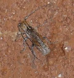 Ataxia arizonica by (c) Wendy McCrady, some rights reserved (CC BY), uploaded by Wendy McCrady. Used under a CC-BY license.