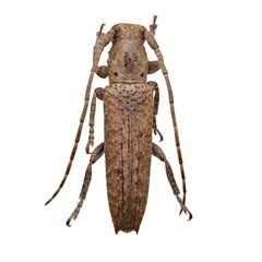 Ataxia spinicauda by (c) Hopper Museum, some rights reserved (CC BY), uploaded by Hopper Museum. Used under a CC-BY license.