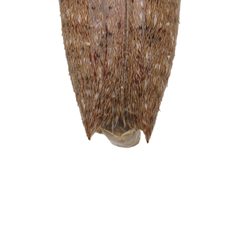 Ataxia spinicauda by (c) Hopper Museum, some rights reserved (CC BY), uploaded by Hopper Museum. Used under a CC-BY license.
