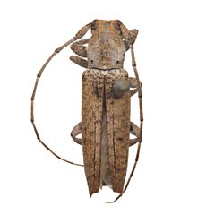 Ataxia spinicauda by (c) Hopper Museum, some rights reserved (CC BY), uploaded by Hopper Museum. Used under a CC-BY license.