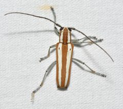 Saperda candida by no rights reserved, uploaded by Chrissy McClarren and Andy Reago. Used under a CC0 license.