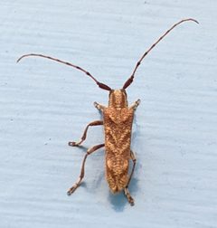 Saperda obliqua by (c) alicia penney, some rights reserved (CC BY), uploaded by alicia penney. Used under a CC-BY license.