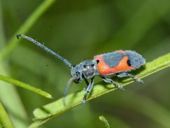 Tetraopes discoideus by (c) Andrew Meeds, some rights reserved (CC BY), uploaded by Andrew Meeds. Used under a CC-BY license.