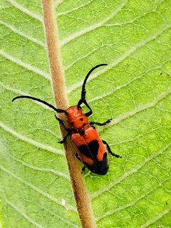 Tetraopes by no rights reserved, uploaded by Karen McCabe. Used under a CC0 license.
