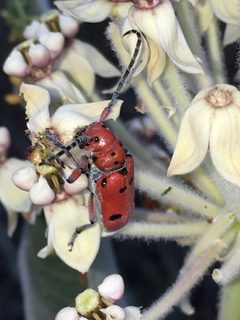 Tetraopes sublaevis by (c) Chris Brown, some rights reserved (CC BY), uploaded by Chris Brown. Used under a CC-BY license.