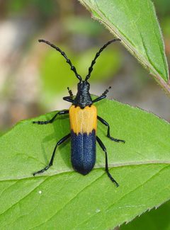 Desmocerus palliatus by (c) Laura Gaudette, some rights reserved (CC BY), uploaded by Laura Gaudette. Used under a CC-BY license.