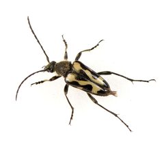 Judolia instabilis by (c) Koji Shiraiwa, some rights reserved (CC BY), uploaded by Koji Shiraiwa. Used under a CC-BY license.
