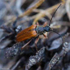 Neoalosterna by (c) Ken-ichi Ueda, some rights reserved (CC BY), uploaded by Ken-ichi Ueda. Used under a CC-BY license.