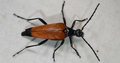 Stenelytrana emarginata by no rights reserved, uploaded by kcthetc1. Used under a CC0 license.