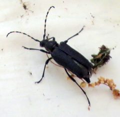 Stictoleptura canadensis by no rights reserved, uploaded by Steve Wells. Used under a CC0 license.