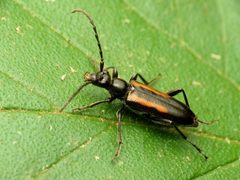 Strangalepta abbreviata by (c) Katja Schulz, some rights reserved (CC BY). Used under a CC-BY license.