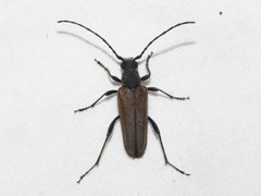 Trachysida mutabilis by (c) Dan MacNeal, some rights reserved (CC BY), uploaded by Dan MacNeal. Used under a CC-BY license.
