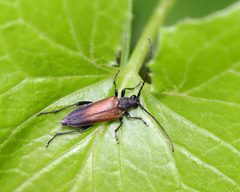 Trachysida mutabilis by (c) Christine Young, some rights reserved (CC BY), uploaded by Christine Young. Used under a CC-BY license.