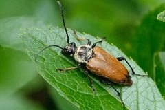 Trigonarthris subpubescens by (c) Louise Woodrich, some rights reserved (CC BY), uploaded by Louise Woodrich. Used under a CC-BY license.