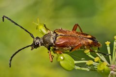 Typocerus acuticauda by (c) Bill Keim, some rights reserved (CC BY). Used under a CC-BY license.