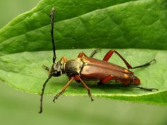 Typocerus acuticauda by (c) Katja Schulz, some rights reserved (CC BY). Used under a CC-BY license.