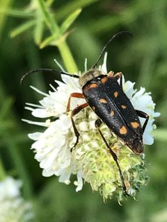 Typocerus confluens by (c) Ryan Donnelly, some rights reserved (CC BY), uploaded by Ryan Donnelly. Used under a CC-BY license.