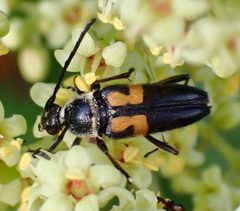 Typocerus lunulatus by (c) drnancyjackson, some rights reserved (CC BY). Used under a CC-BY license.