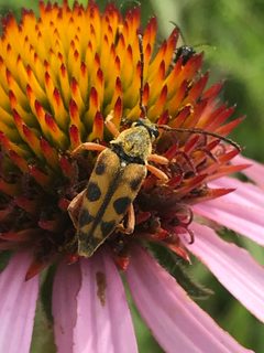 Typocerus octonotatus by (c) Ryan Donnelly, some rights reserved (CC BY), uploaded by Ryan Donnelly. Used under a CC-BY license.