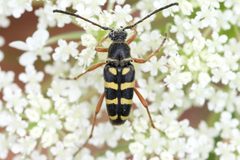 Typocerus sparsus by (c) Owen Strickland, some rights reserved (CC BY), uploaded by Owen Strickland. Used under a CC-BY license.