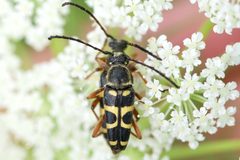 Typocerus sparsus by (c) Owen Strickland, some rights reserved (CC BY), uploaded by Owen Strickland. Used under a CC-BY license.