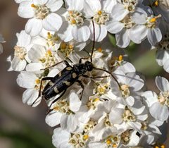 Xestoleptura behrensi by (c) David Anderson, some rights reserved (CC BY), uploaded by David Anderson. Used under a CC-BY license.