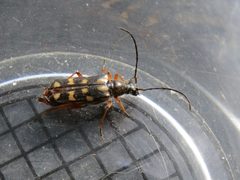Xestoleptura behrensi by (c) Garth Harwood, some rights reserved (CC BY), uploaded by Garth Harwood. Used under a CC-BY license.