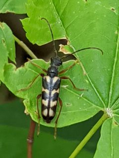 Xestoleptura behrensi by (c) David Anderson, some rights reserved (CC BY), uploaded by David Anderson. Used under a CC-BY license.