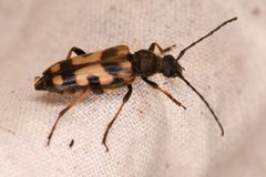 Xestoleptura tibialis by (c) Trevor Van Loon, some rights reserved (CC BY), uploaded by Trevor Van Loon. Used under a CC-BY license.