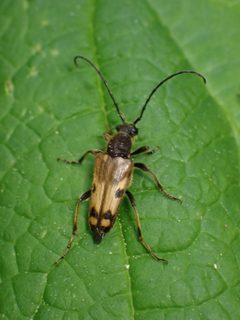 Xestoleptura tibialis by no rights reserved, uploaded by Julia Carr. Used under a CC0 license.