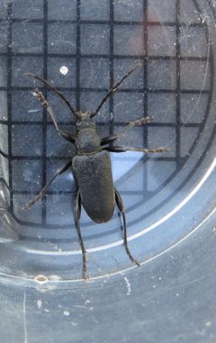 Neanthophylax tenebrosus by (c) Garth Harwood, some rights reserved (CC BY), uploaded by Garth Harwood. Used under a CC-BY license.