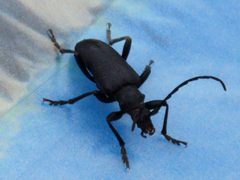 Neanthophylax tenebrosus by no rights reserved, uploaded by rockybajada. Used under a CC0 license.