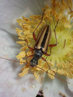 Cortodera longicornis by no rights reserved, uploaded by Ellyne Geurts. Used under a CC0 license.