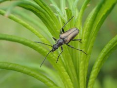Gnathacmaeops pratensis by (c) Matt Bowser, some rights reserved (CC BY), uploaded by Matt Bowser. Used under a CC-BY license.