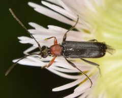 Grammoptera haematites by (c) skitterbug, some rights reserved (CC BY), uploaded by skitterbug. Used under a CC-BY license.