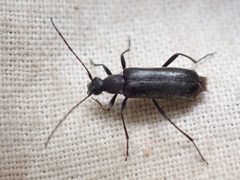 Grammoptera subargentata by no rights reserved, uploaded by Ellyne Geurts. Used under a CC0 license.